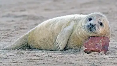 Маленьких серых тюленей выпустили в Финский залив