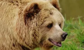 В Узбекистане застрелили медведя возле школы